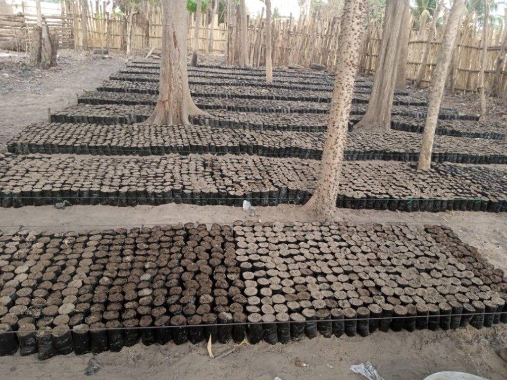 Plants de Pépinière