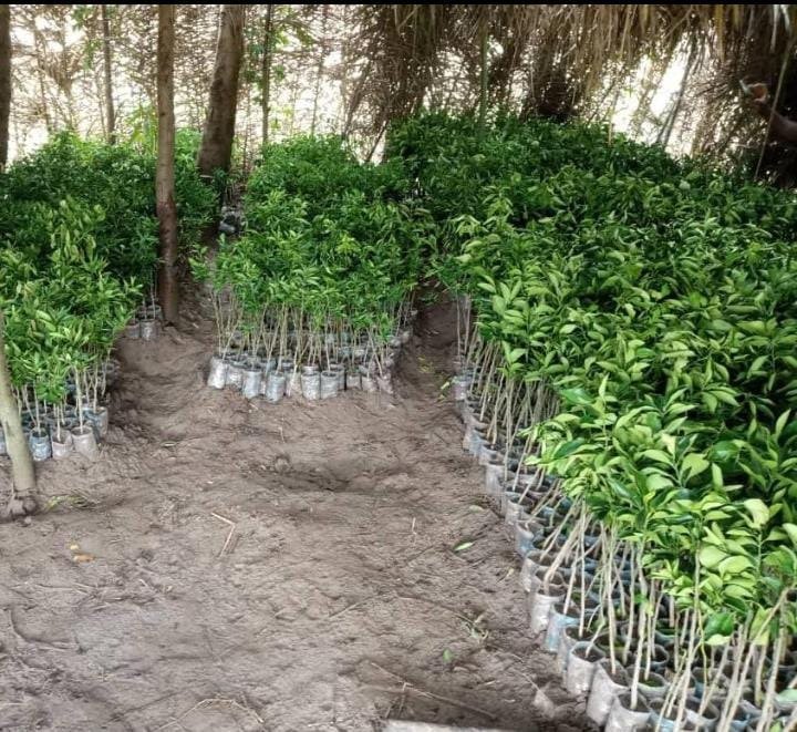 Pépinière Forestière