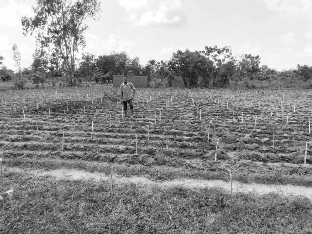 Opération de requetage pour système Agro-Forestier