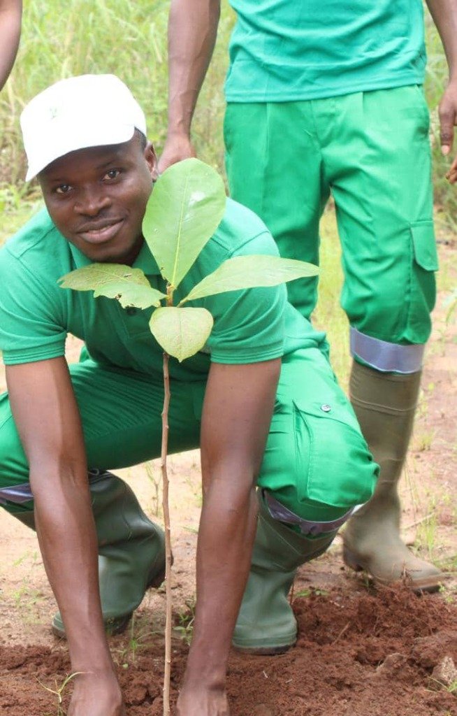 Opération de mise en terre d'un jeune plan de teck