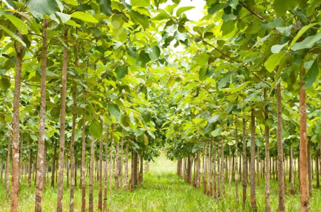 Plantation de Teck
